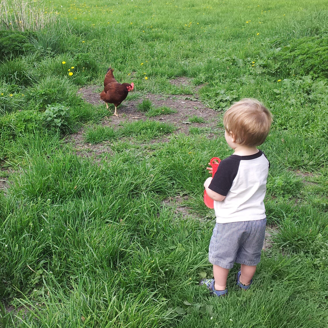 Peregrine H. Falcon and his first chickens A boy on a farm with his chickens