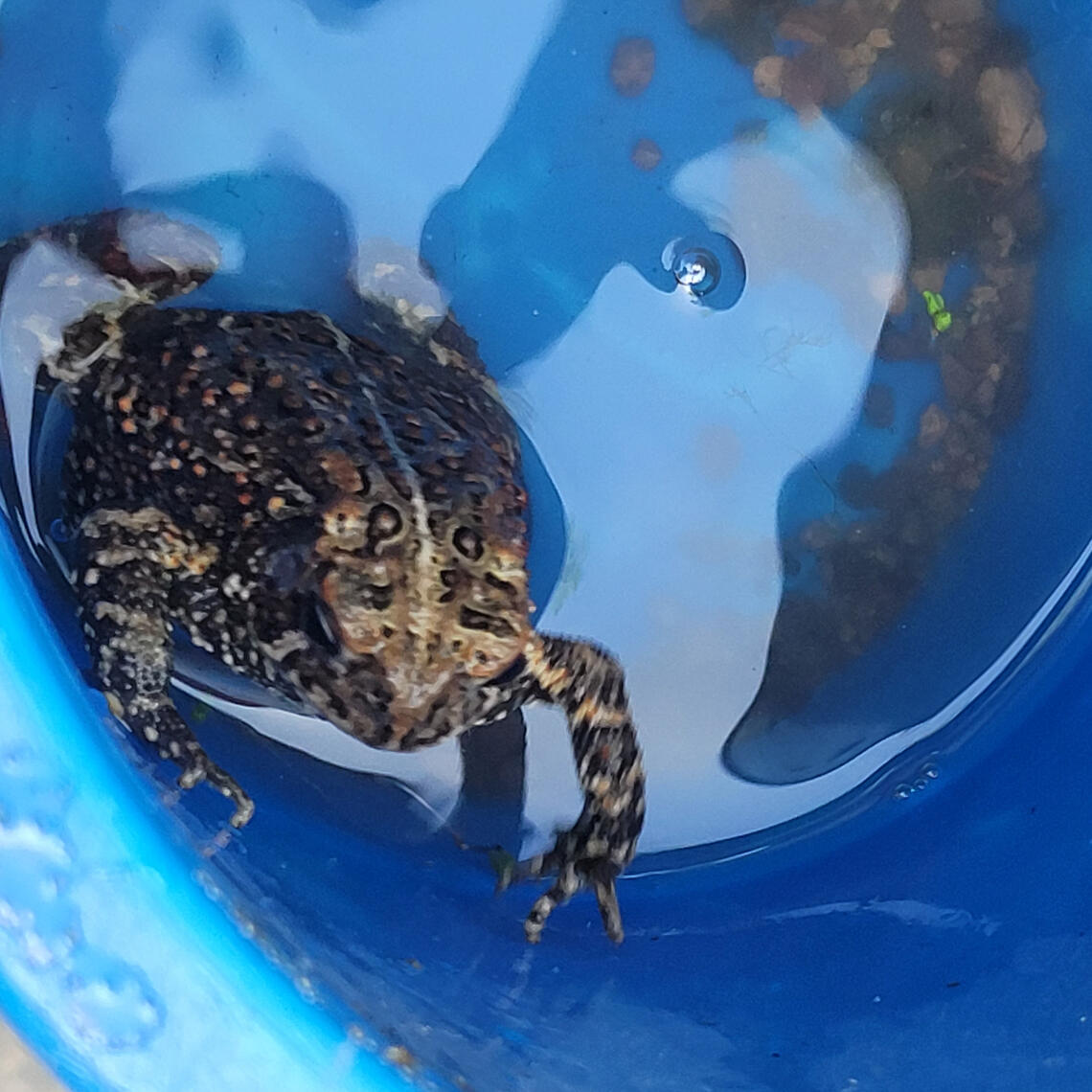 Peregrine H. Falcon and his first chickens A boy on a farm with his chickens